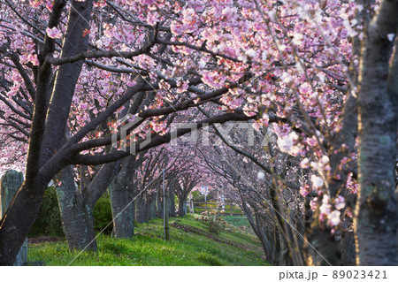 綺麗なピンク色の桜の花が満開となっている春の風景 綺麗なピンク色の桜の花が満開となっている春の風景 89023421