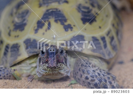 見つめてくるリクガメ(ヨツユビリクガメ) 見つめてくるリクガメ(ヨツユビリクガメ) 89023603