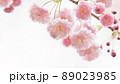 八重紅枝垂桜（白バック） 89023985
