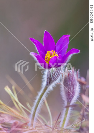 Flower - Pulsatilla patens bloom close up, rendangered flower Flower - Pulsatilla patens bloom close up, rendangered flower 89024241