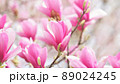 満開のサラサレンゲ 89024245