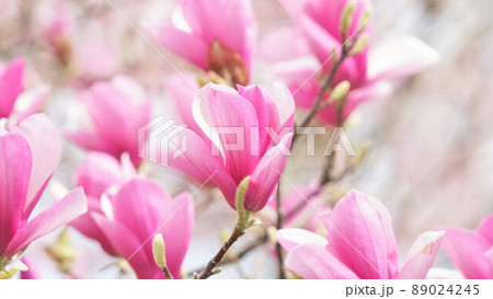 満開のサラサレンゲ 満開のサラサレンゲ 89024245