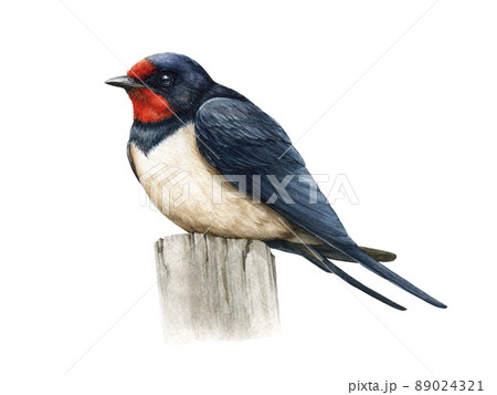 Swallow Bird Watercolor Illustration Hand のイラスト素材