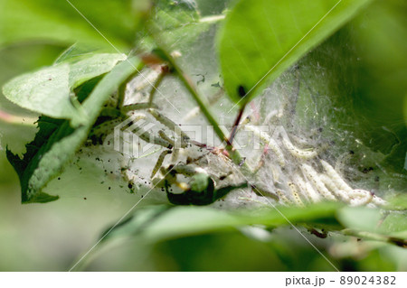 many small caterpillars in a cocoon on a leaf 89024382