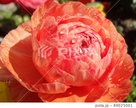 ラナンキュラスの花のクローズアップ ラナンキュラスの花のクローズアップ 89025001