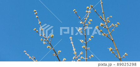 Poplar branches with swollen buds branch against the background of a clear blue sky in the spring day, selective focus. Poplar branches with swollen buds branch against the background of a clear blue sky in the spring day, selective focus. 89025298