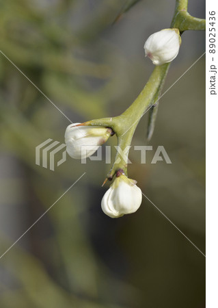 Trifoliate orange Trifoliate orange 89025436