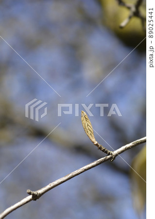 Korean spice viburnum 89025441