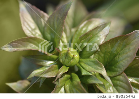 Salmon Chiffon Peony 89025442