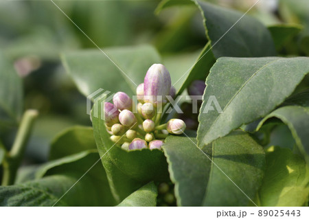 Meyer lemon 89025443