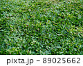 Green grass texture background 89025662
