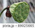 Lotus seed pod close-up on 89025665