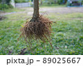 Root System 89025667