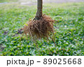 Root System 89025668