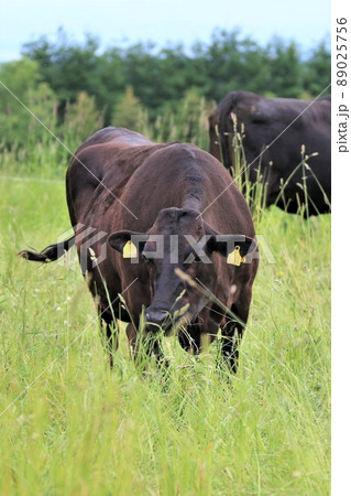 黒毛牛 89025756
