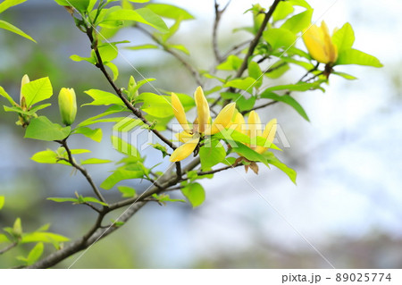 黄花木蓮（キバナモクレン）の花 89025774