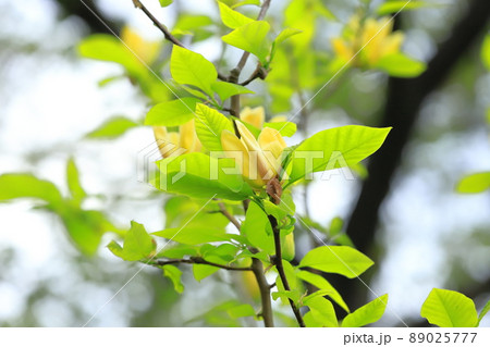 黄花木蓮（キバナモクレン）の花 89025777