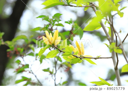 黄花木蓮(キバナモクレン)の花 黄花木蓮(キバナモクレン)の花 89025779