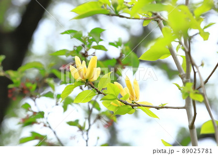 黄花木蓮(キバナモクレン)の花 黄花木蓮(キバナモクレン)の花 89025781