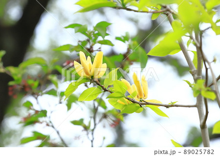 黄花木蓮(キバナモクレン)の花 黄花木蓮(キバナモクレン)の花 89025782