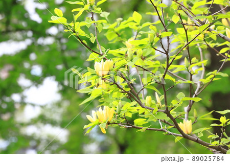 黄花木蓮(キバナモクレン)の花 黄花木蓮(キバナモクレン)の花 89025784