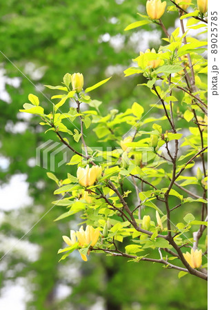 黄花木蓮(キバナモクレン)の花 黄花木蓮(キバナモクレン)の花 89025785