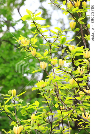 黄花木蓮(キバナモクレン)の花 黄花木蓮(キバナモクレン)の花 89025786