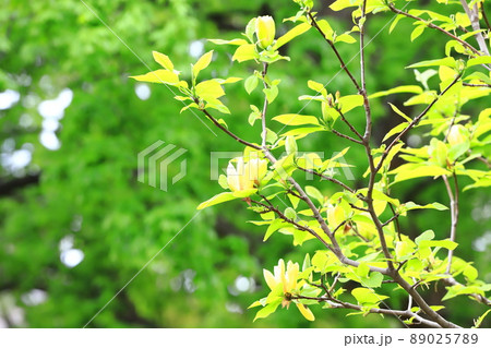 黄花木蓮(キバナモクレン)の花 黄花木蓮(キバナモクレン)の花 89025789