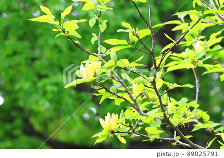 黄花木蓮(キバナモクレン)の花 黄花木蓮(キバナモクレン)の花 89025791