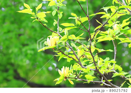 黄花木蓮(キバナモクレン)の花 黄花木蓮(キバナモクレン)の花 89025792