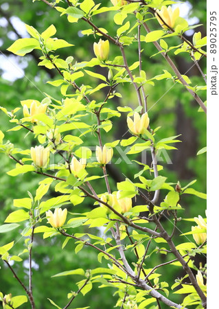 黄花木蓮（キバナモクレン）の花 89025795