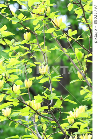 黄花木蓮(キバナモクレン)の花 黄花木蓮(キバナモクレン)の花 89025797