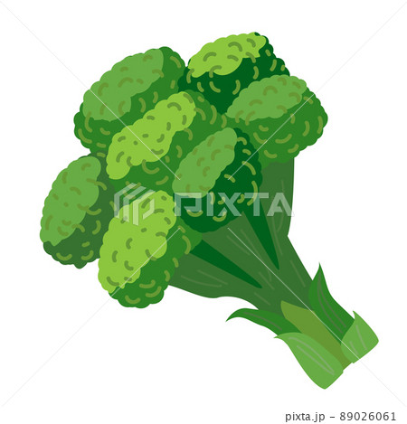 Broccoli vector illustration. Green Broccoli in cartoon style isolated on white. 89026061