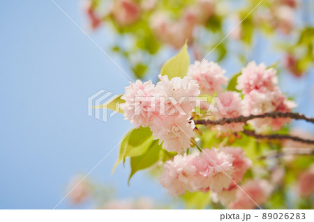 八重桜 八重桜 89026283