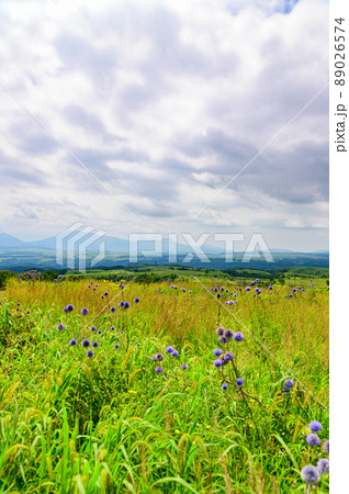 ヒゴタイの花(ヒゴタイ公園)「観光名所・阿蘇五岳を背景」阿蘇郡産山村 ヒゴタイの花(ヒゴタイ公園)「観光名所・阿蘇五岳を背景」阿蘇郡産山村 89026574