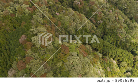 コントラストが鮮やかな山桜の空撮 89026598