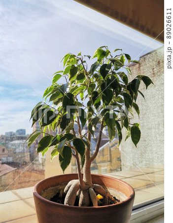 Ficus benjamina bonsai tree in clay pot near window with houses rooftops on the background 89026611