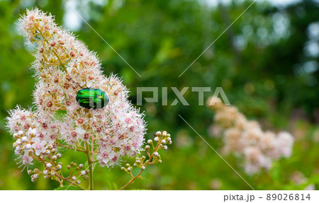 Rose chafer - Cetonia aurata - on flowers of Spirea bumalda 89026814