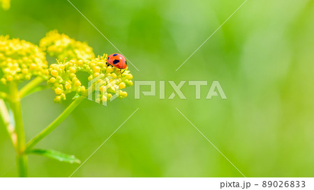てんとう虫・オミナエシの花風景　ヒゴタイ公園「観光地・高山植物」阿蘇郡産山村 89026833