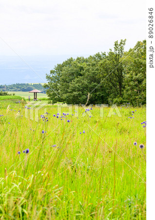 ヒゴタイの花とオミナエシ花風景　ヒゴタイ公園風景「観光地・高山植物」阿蘇郡産山村 89026846