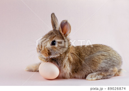 brown fluffy rabbit on a pink pastel background with a place under the inscription for your text. Easter Bunny for Easter. Festive Spring Break Bunny with Chicken Egg brown fluffy rabbit on a pink pastel background with a place under the inscription for your text. Easter Bunny for Easter. Festive Spring Break Bunny with Chicken Egg 89026874