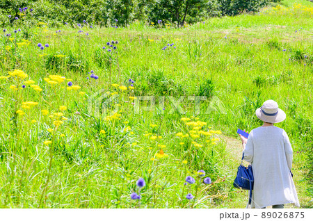 ヒゴタイの花。オミナエシの花(ヒゴタイ公園)「観光名所・阿蘇五岳を背景」阿蘇郡産山村 89026875