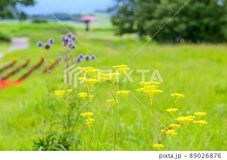 オミナエシの花(ヒゴタイ公園)「観光名所・阿蘇五岳を背景」阿蘇郡産山村 89026876