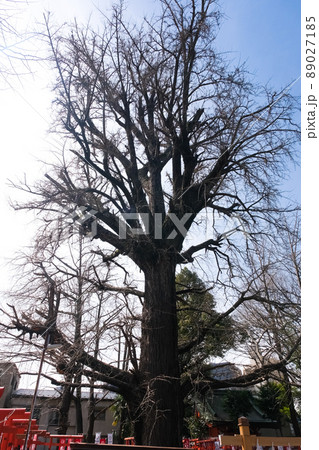 東京都豊島区 雑司ヶ谷鬼子母神堂(法明寺) 大公孫樹 東京都豊島区 雑司ヶ谷鬼子母神堂(法明寺) 大公孫樹 89027185