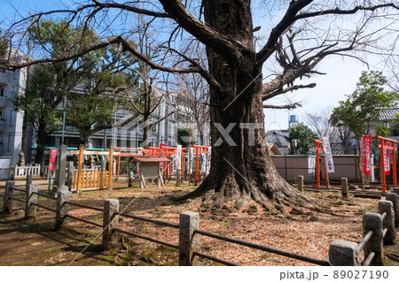 東京都豊島区 雑司ヶ谷鬼子母神堂（法明寺） 大公孫樹 89027190