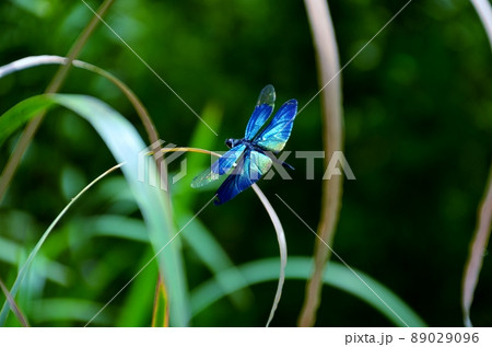 チョウトンボ 89029096