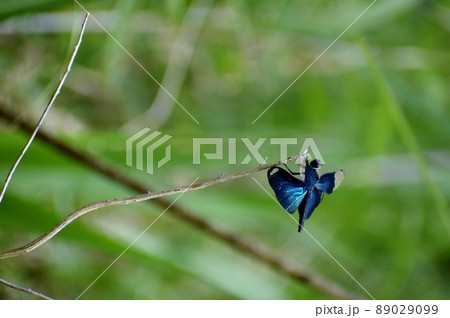 チョウトンボ 89029099