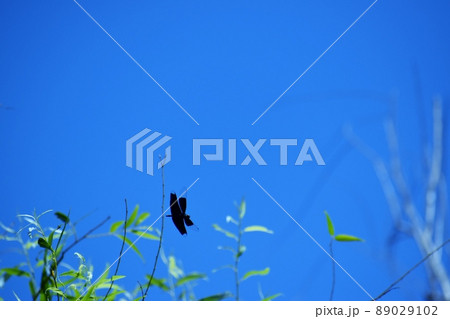 チョウトンボ 89029102