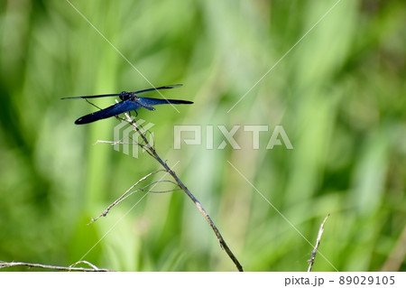 チョウトンボ 89029105
