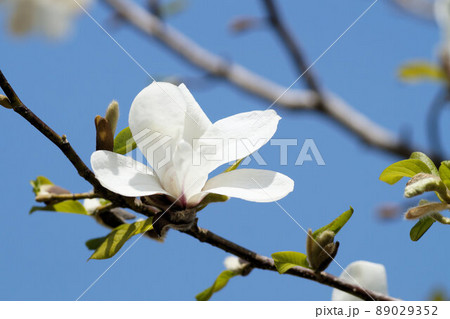 タムシバの花　春　4月 89029352